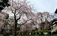 山門下の枝垂れ。'11.04.02.