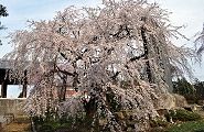 100選の枝垂れ。'11.04.02.