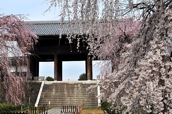 東郷寺山門と枝垂れ桜。'11.04.01.
