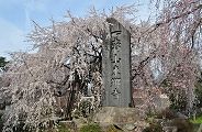 東郷寺の石塔。'11.04.02.
