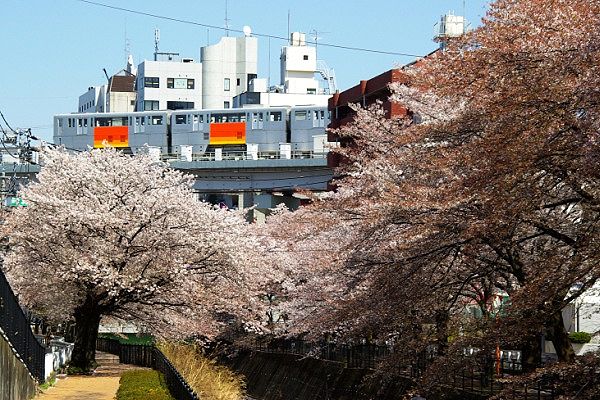 桜並木が満開の長閑な乞田川山王橋。'11.04.13.