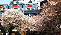 乞田川を渡るモノレール。'11.04.13.
