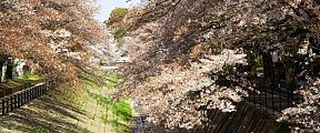 kotta-namiki.jpg(17248 byte)