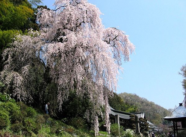青梅梅岩寺のなだれ落ちるような枝垂れ桜。05.04.14.
