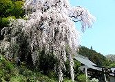 なだれ落ちる枝垂れ桜。'05.04.14.