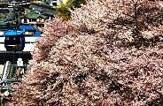 ゴンドラ脇の斜面は桜が満開。'11.04.13.