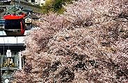 桜の絨毯脇をゴンドラが行く。'11.04.13.