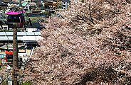 斜面は桜の海です。'11.04.13.