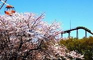 花日和のなか絶叫の歓喜が響く。'11.04.13.