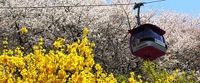 レンギョウも負けじと咲き誇る。'11.04.13.