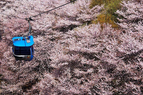 桜の絨毯の上を空中散歩するかのように行きかうゴンドラ。'11.04.13.