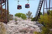 ゴンドラ下は桜の絨毯。'11.04.13.