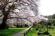 園内の桜並木。'10.04.09.