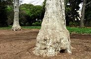日本最古の鈴懸の木(プラタナス)。'10.04.09.