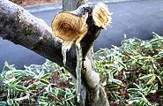 120129-jyueki.jpg(11392 byte)