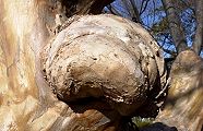 120129-sunu-pi.jpg(9749 byte)