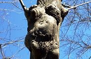 120131-kaijyu.jpg(9904 byte)