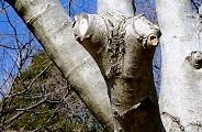 120131-kamakiri.jpg(10305 byte)