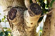 120131-kansinin.jpg(10771 byte)