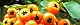 151114-tatibana-modoki.jpg(1917 byte)