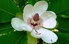 100512-honoki.jpg(4524 byte)