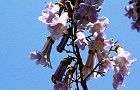 100512-kiri.jpg(5434 byte)