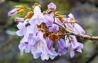 100512-kiri2.jpg(6016 byte)