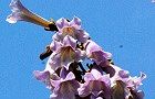 100512-kiri3.jpg(4953 byte)