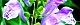 100521-tatunami-s.jpg(1897 byte)