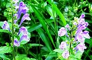 100521-tatunami.jpg(12004 byte)