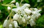 110513-mituba.jpg(4897 byte)