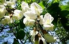 110514-harienjyu.jpg(7240 byte)