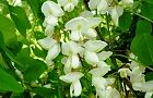 110514-harienjyu2.jpg(6417 byte)