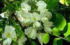 110514-harienjyu3.jpg(6246 byte)