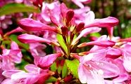 110516-hakone.jpg(9576 byte)