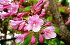 110516-hakone2.jpg(6266 byte)