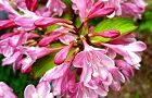 110516-hakone3.jpg(6564 byte)