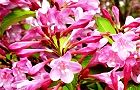 110516-hakone4.jpg(7704 byte)