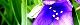 110516-murasaki-s.jpg(1734 byte)