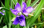 110516-murasaki.jpg(9248 byte)