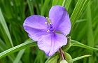 110516-murasaki2.jpg(4852 byte)
