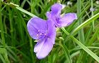 110516-murasaki3.jpg(5709 byte)