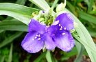 110516-murasaki4.jpg(5700 byte)