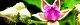 110516-nawasiro-s.jpg(1817 byte)