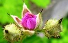 110516-nawasiro2.jpg(4564 byte)