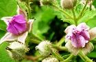 110516-nawasiro3.jpg(5837 byte)