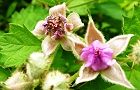 110516-nawasiro4.jpg(5983 byte)
