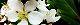 110516-syarinbai-s.jpg(1710 byte)