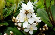 110516-syarinbai.jpg(9193 byte)