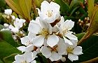 110516-syarinbai4.jpg(6303 byte)